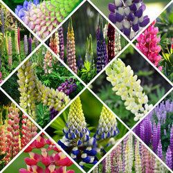 100pcs Mixed Russell Lupine Seeds Lupinus Beautiful Polyphyllus Flower Garden